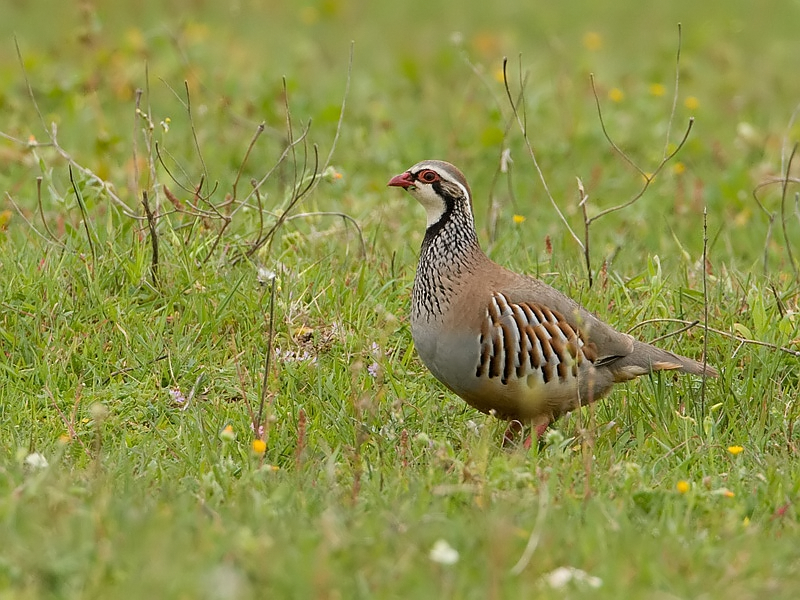 Alectoris rufa Red-legged Partridge Rode Patrijs